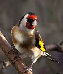 Mary bess del jilguero en gunnison.: Pin En Nature