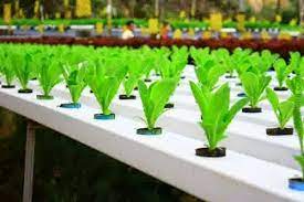 Hidrafarm Hidroponik Sistem Hidroponik
