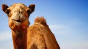A camel sometimes symbolises a journey, sometimes grief and at other times a huge and healthy person_depending on circumstances. Dream Interpretation Of Dreams For Which A Camel Dreams What A Camel Dreams About And What To Expect From Such A Sign By Number Of Animals