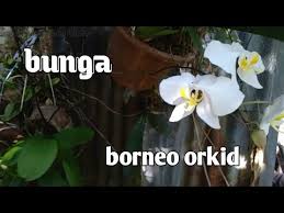 Ambil masa berminggu juga untuk eksperimen untuk mengahwinkan bunga kertas tersebut. Orkid Borneo Bunga Hutan Orkid Hutan Youtube