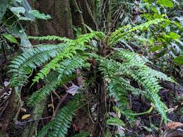 Image result for Lomariopsis