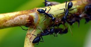 1 1/2 cups of warm water. How To Get Rid Of Ants In The House Rentokil Pest Control