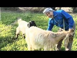ازاي اعرف ان المعزه عشار في يوم بدون سونار وازاي اجسها ومعلومات هامه عن تغذية وولاده الاغنام والماعز. Ø¹Ù„Ø§Ù…Ø§Øª Ø¹Ø´Ø§Ø± Ø§Ù„Ù…Ø§Ø¹Ø² ÙƒÙ… Ù…Ø¯Ø© Ø­Ù…Ù„ Ø§Ù„Ù…Ø§Ø¹Ø² Ù…Ø¯Ø© Ø­Ù…Ù„ Ø§Ù„Ù…Ø§Ø¹Ø² ÙŠØ¬Ø¨ Ø¥Ø¬Ø±Ø§Ø¡ Ø§Ù„ÙØ­ÙˆØµØ§Øª Ù„Ù„Ù…Ø³ØªÙ‚ÙŠÙ… ÙˆØ§ÙŠØ¶Ø§ Ø§Ù„Ø¨Ø·Ù† ÙˆÙ…Ù†Ù‡Ø§ ØªÙ†Ø¸ÙŠØ± Ø§Ù„Ø´Ø±Ø¬ Ùˆ ØªÙ†Ø¸ÙŠØ± Ø§Ù„Ù…Ø³ØªÙ‚ÙŠÙ…