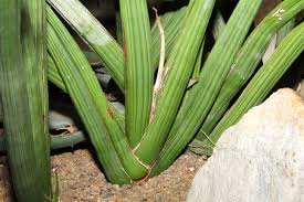 Image result for Sansevieria pearsonii