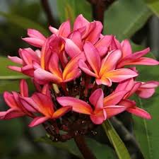We will forward your order to a local florist. Buy Plumeria Dwarf Pink Plant Online At Cheap Price On Plantsguru Com