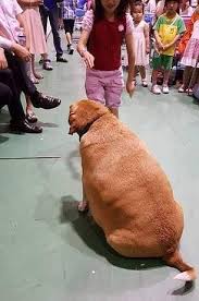 Very festive doggo spreading cheer at incredible hihg speeds. World Of Buzz Omg Fat Doggo This School In Taiwan Facebook
