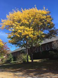 Image result for Gleditsia triacanthos