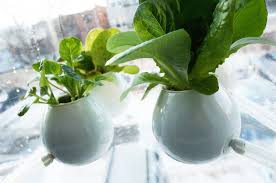 Check spelling or type a new query. The Future Vertical Hydroponic Farmers Of America