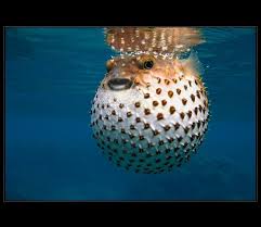 Puffer fish have many attempted predators, but only a few animals, such as tiger sharks and sea snakes, are unaffected by the tetrodotoxin that occurs naturally in most puffer fish. Blowfish By Fotowatch Cute Fish Ocean Animals Sea Animals