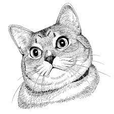 川井いねこ on instagram 鉛筆以外のペンも使ってみるテスト procreate 猫絵 猫の絵 ねこの絵 猫イラスト ねこイラスト 猫スケッチ ねこスケッチ 猫アート ペットの絵 サバトラ部 cat artwork book art beginner art