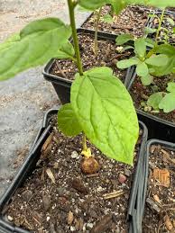 Image result for Obetia tenax