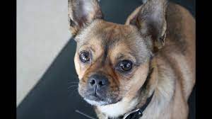 A french bullhuahua puppy may have these traits bred into them, so it shouldn't be a surprise. Chihuahua French Bulldog Tricks Youtube