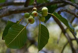 Image result for Ficus fischeri