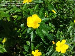 Look closely at the seed to see whether it is rounded or oblong. Plant Identification Closed Id Yellow Flowering Shrub Please 1 By Darkmorning