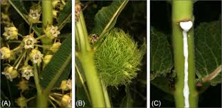 Image result for Xysmalobium