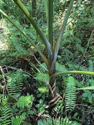 Image result for Hyophorbe indica