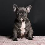 French Bulldog Puppies for Sale - Adoptapet