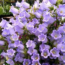 Annie S Annuals Perennials On Instagram Campanula Incurva Is Blooming Floweroftheday Plantstagra Campanula Flowers Beautiful Flowers Types Of Flowers
