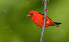 Summer has a longer, paler bill and less contrast between wing and body color. Scarlet Tanager Wikipedia