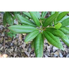 Divine rhododendron is a dense evergreen shrub that is part of the southgate series that is noted for its disease resistance. Jc Raulston Arboretum