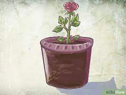 When you plant rose bushes ( rosa spp.), it's all about the location. How To Plant A Bare Rooted Rose Bush In A Pot 8 Steps