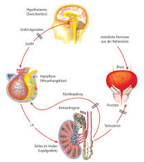Prostata Anatomie Funktion Sexualhormone Und Beschwerden Prostata De