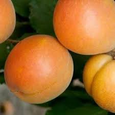 Image result for Apricot 1983 Hussmann