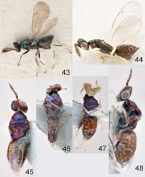 Review of the European species of Diglyphus Walker (Hymenoptera:  Eulophidae) including the description of a new species
