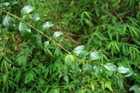 Image result for Canthium