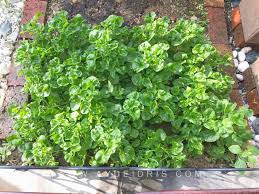 Daunnya pun dapat dilalap mentah/matang serta ditumis, dijadikan campuran salad ataupun dijadikan isian dadar. Bayam Brazil Khasiat Dan Cara Tanam Ayue Idris