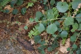 Image result for Triumfetta tomentosa