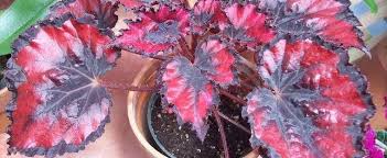And that worked out for a little while, but then spring hit. King Begonia Painted Begonia Painted Leaf Begonia Rex Begonia Begonia Harmony S Red Robin