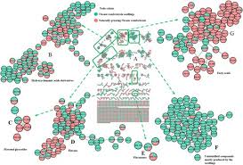 Image result for Viscum combreticola