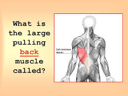 Maybe you would like to learn more about one of these? Muscles And Bones Ppt Download