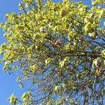 Image result for Breonadia salicina