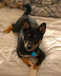 The black genes in dogs. Black And Brown Shiba Inu Puppy 5 Months Brown Dog Shiba Inu Puppy Puppies