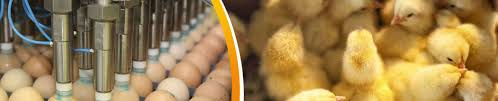 Newcastle disease affects chickens and other captive and wild birds. Why Is Nd Still A Threat To The Poultry Industry Newcastle Disease Vectormune