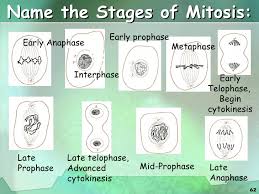 We did not find results for: Cell Cycle Cell Division