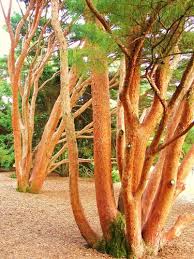 Image result for Hunteria densiflora