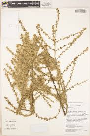 Image result for Monosis conferta