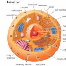 We did not find results for: Animal Cell 101 On Twitter Peroxisomes Are Small Vesicles Found Around The Cell They Have A Single Membrane That Contains Digestive Enzymes Enzymes