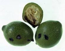 Image result for Walnut blight