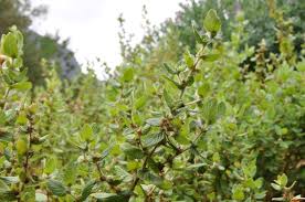 Image result for Cliffortia