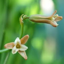 Image result for Dipcadi marlothii