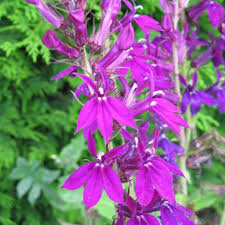 Image result for lobelia combine composition