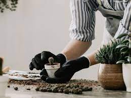 These are the common as natural habitats of succulents and cacti decline, the need to propagate and maintain these species in cultivation becomes more and pack the soil around the plant to secure it. What Is Cactus Mix How To Make Cactus Soil For Indoor Plants