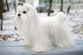  4 Maltese Anjing Kecil Yang Satu Ini Sepanjang Sejarah Memiliki Banyak Nama Seperti Misalnya Melitae Dog Top Dog Breeds Maltese Dogs Maltese Dog Breed