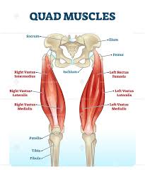 Spend some time revising this diagram by connecting the name and location of each structure with what you've just learned in the video. Quad Leg Muscles Anatomy Labeled Diagram Leg Muscles Anatomy Muscle Anatomy Human Muscle Anatomy