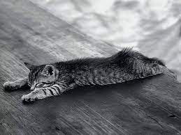 Fond D Ecran Chat Noir Et Blanc Wallpaper Chat Noir Et Blanc Fond D Ecran Chat Photo Chat