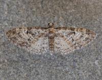 Image result for Eupithecia dodoneata
